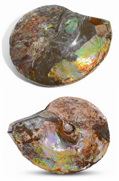 化石・完全体 | Fossils - Ammonite Rainbow アンモナイトレインボー