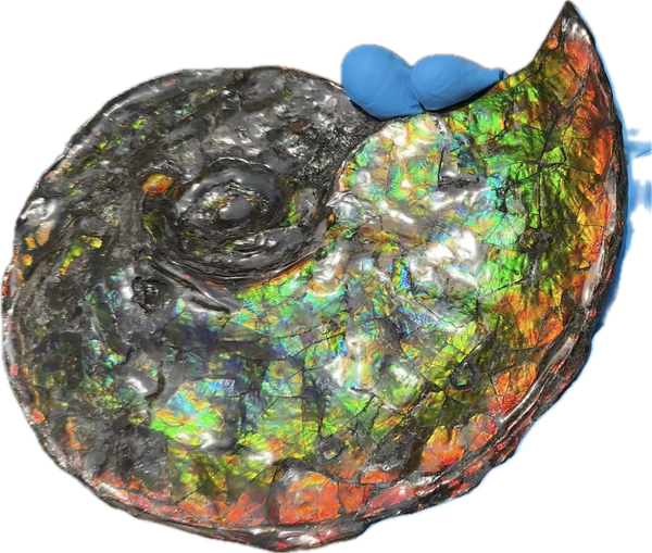 Ammolite ,Placenticeras, Double-Sided Rainbow, Specimen, Fossil,Ammonite, Collector Stone,Home decor,Free standing**FREE SHIPPING***　AF-108