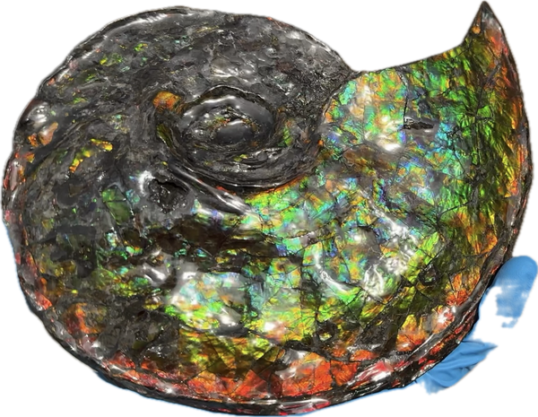Ammolite ,Placenticeras, Double-Sided Rainbow, Specimen, Fossil,Ammonite, Collector Stone,Home decor,Free standing**FREE SHIPPING***　AF-108