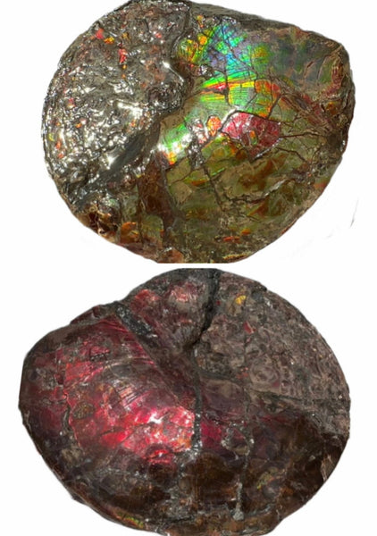 AF-95  17.7" Ammonite Fossil - Placenticeras meeki　Ammolite **FREE SHIPPING***　アンモライト 斑彩石　