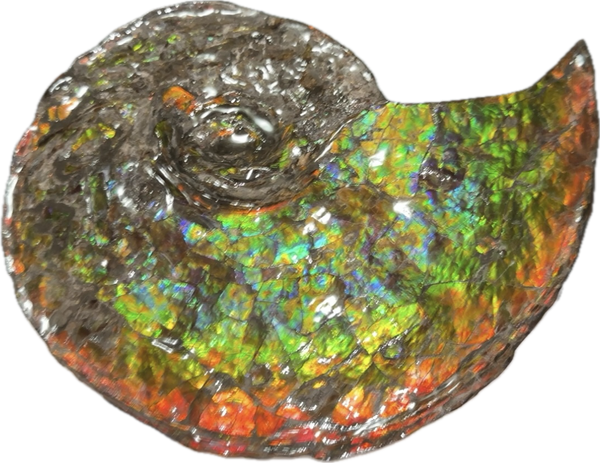 Ammolite ,Placenticeras, Double-Sided Rainbow, Specimen, Fossil,Ammonite, Collector Stone,Home decor,Free standing**FREE SHIPPING***　AF-108