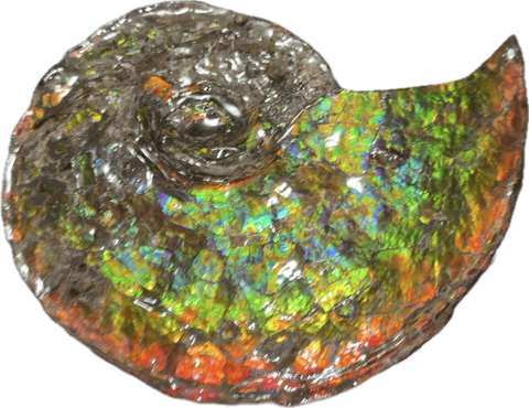 Ammolite ,Placenticeras, Double-Sided Rainbow, Specimen, Fossil,Ammonite, Collector Stone,Home decor,Free standing**FREE SHIPPING***　AF-108
