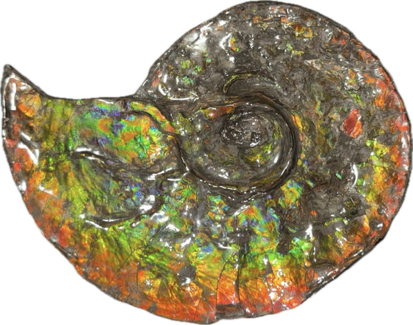 Ammolite ,Placenticeras, Double-Sided Rainbow, Specimen, Fossil,Ammonite, Collector Stone,Home decor,Free standing**FREE SHIPPING***　AF-108