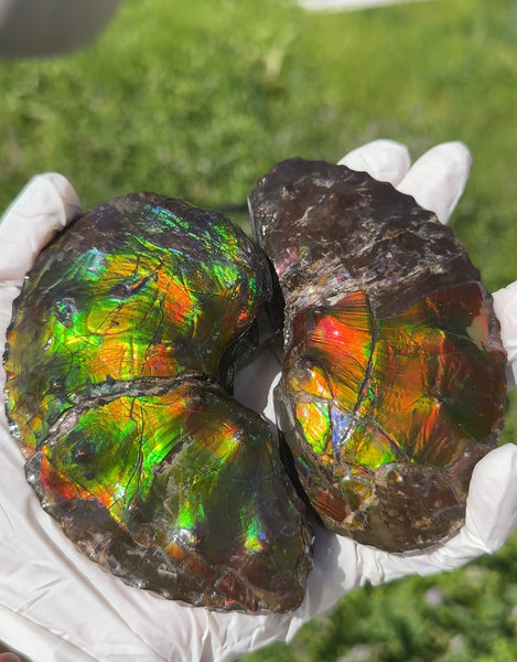 AF-100アンモライト Placenticeras Intercalare  Ammolite Fossil インターカラレ Free Shipping  送料無料AF-100  Ammolite  Ammonite