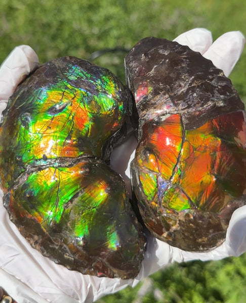 AF-100アンモライト Placenticeras Intercalare  Ammolite Fossil インターカラレ Free Shipping  送料無料AF-100  Ammolite  Ammonite