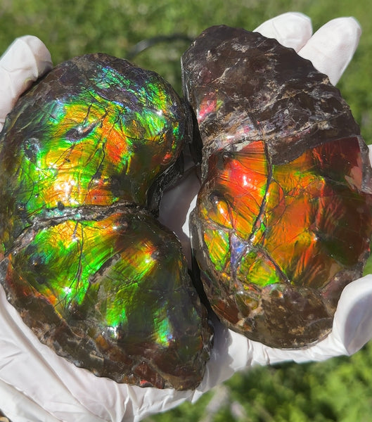 AF-100アンモライト Placenticeras Intercalare  Ammolite Fossil インターカラレ Free Shipping  送料無料AF-100  Ammolite  Ammonite
