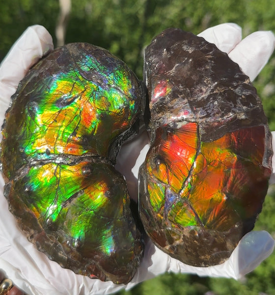 AF-100アンモライト Placenticeras Intercalare  Ammolite Fossil インターカラレ Free Shipping  送料無料AF-100  Ammolite  Ammonite