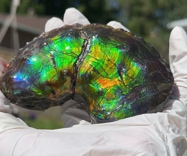 AF-100アンモライト Placenticeras Intercalare  Ammolite Fossil インターカラレ Free Shipping  送料無料AF-100  Ammolite  Ammonite