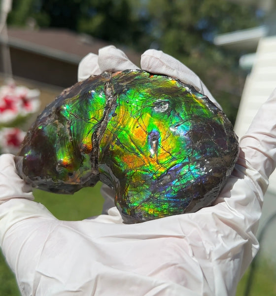 AF-100アンモライト Placenticeras Intercalare  Ammolite Fossil インターカラレ Free Shipping  送料無料AF-100  Ammolite  Ammonite
