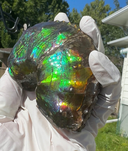 AF-100アンモライト Placenticeras Intercalare  Ammolite Fossil インターカラレ Free Shipping  送料無料AF-100  Ammolite  Ammonite