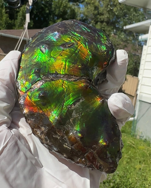 AF-100アンモライト Placenticeras Intercalare  Ammolite Fossil インターカラレ Free Shipping  送料無料AF-100  Ammolite  Ammonite