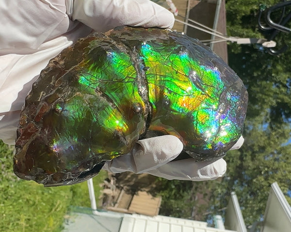 AF-100アンモライト Placenticeras Intercalare  Ammolite Fossil インターカラレ Free Shipping  送料無料AF-100  Ammolite  Ammonite