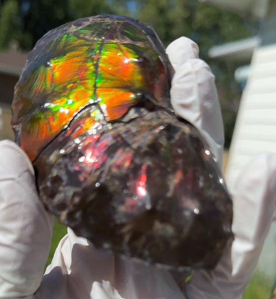 AF-100アンモライト Placenticeras Intercalare  Ammolite Fossil インターカラレ Free Shipping  送料無料AF-100  Ammolite  Ammonite