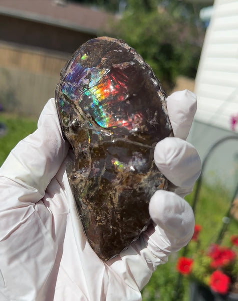AF-100アンモライト Placenticeras Intercalare  Ammolite Fossil インターカラレ Free Shipping  送料無料AF-100  Ammolite  Ammonite