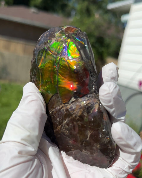 AF-100アンモライト Placenticeras Intercalare  Ammolite Fossil インターカラレ Free Shipping  送料無料AF-100  Ammolite  Ammonite