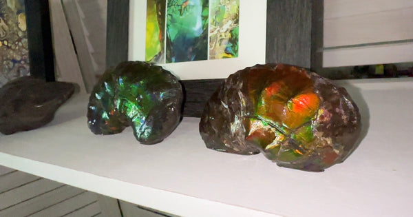 AF-100アンモライト Placenticeras Intercalare  Ammolite Fossil インターカラレ Free Shipping  送料無料AF-100  Ammolite  Ammonite