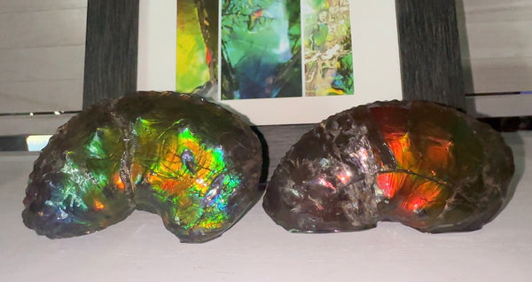 AF-100アンモライト Placenticeras Intercalare  Ammolite Fossil インターカラレ Free Shipping  送料無料AF-100  Ammolite  Ammonite
