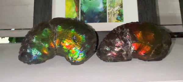 AF-100アンモライト Placenticeras Intercalare  Ammolite Fossil インターカラレ Free Shipping  送料無料AF-100  Ammolite  Ammonite