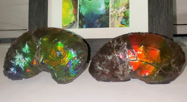 AF-100アンモライト Placenticeras Intercalare  Ammolite Fossil インターカラレ Free Shipping  送料無料AF-100  Ammolite  Ammonite