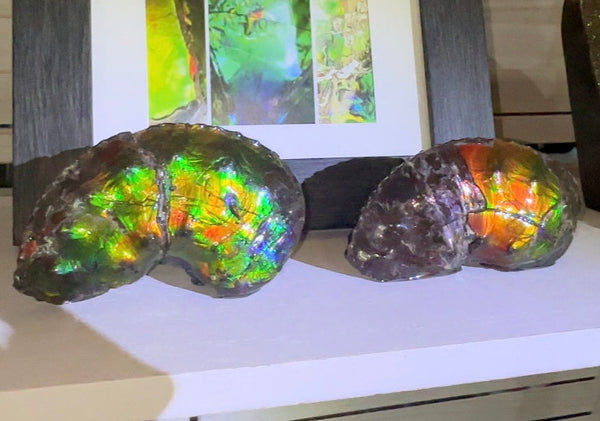 AF-100アンモライト Placenticeras Intercalare  Ammolite Fossil インターカラレ Free Shipping  送料無料AF-100  Ammolite  Ammonite
