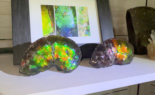 AF-100アンモライト Placenticeras Intercalare  Ammolite Fossil インターカラレ Free Shipping  送料無料AF-100  Ammolite  Ammonite