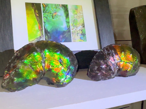 AF-100アンモライト Placenticeras Intercalare  Ammolite Fossil インターカラレ Free Shipping  送料無料AF-100  Ammolite  Ammonite