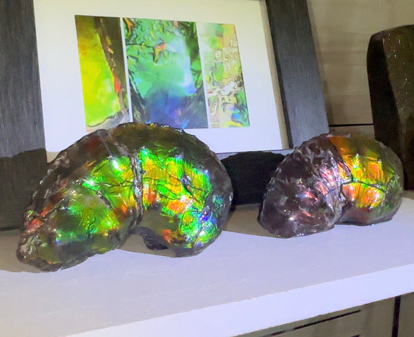 AF-100アンモライト Placenticeras Intercalare  Ammolite Fossil インターカラレ Free Shipping  送料無料AF-100  Ammolite  Ammonite