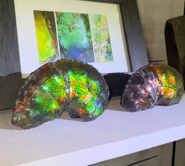 AF-100アンモライト Placenticeras Intercalare  Ammolite Fossil インターカラレ Free Shipping  送料無料AF-100  Ammolite  Ammonite