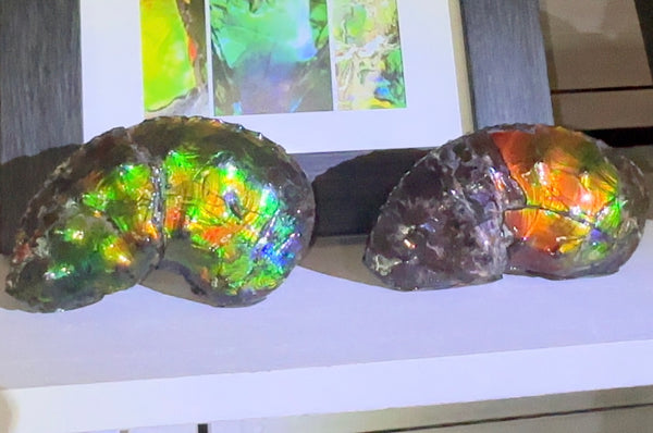 AF-100アンモライト Placenticeras Intercalare  Ammolite Fossil インターカラレ Free Shipping  送料無料AF-100  Ammolite  Ammonite