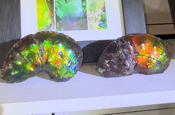 AF-100アンモライト Placenticeras Intercalare  Ammolite Fossil インターカラレ Free Shipping  送料無料AF-100  Ammolite  Ammonite