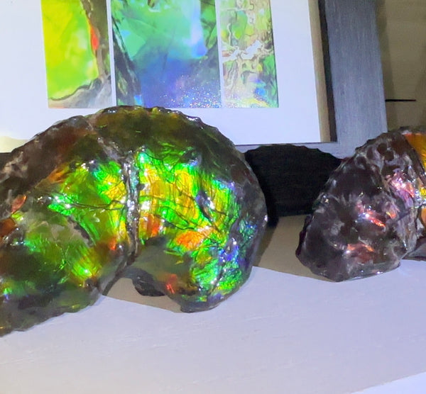 AF-100アンモライト Placenticeras Intercalare  Ammolite Fossil インターカラレ Free Shipping  送料無料AF-100  Ammolite  Ammonite