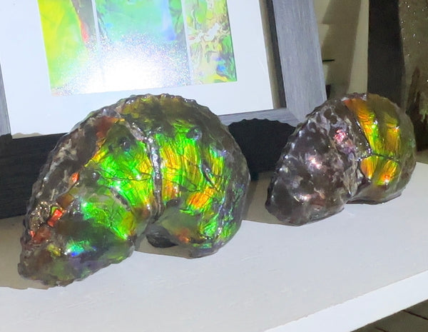 AF-100アンモライト Placenticeras Intercalare  Ammolite Fossil インターカラレ Free Shipping  送料無料AF-100  Ammolite  Ammonite