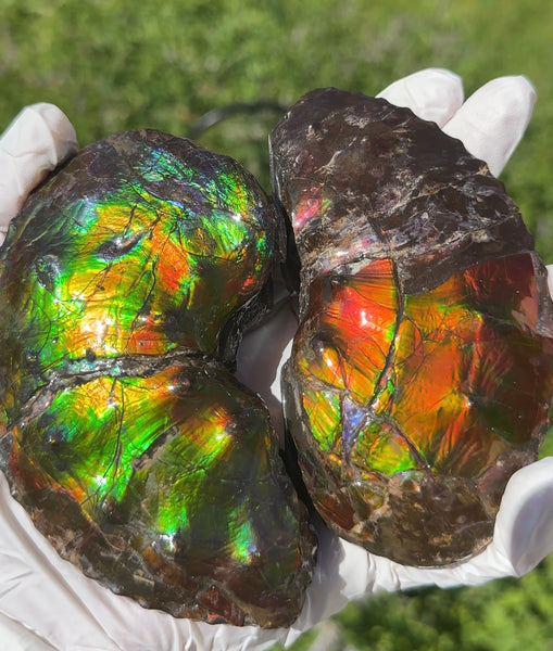 AF-100アンモライト Placenticeras Intercalare  Ammolite Fossil インターカラレ Free Shipping  送料無料AF-100  Ammolite  Ammonite