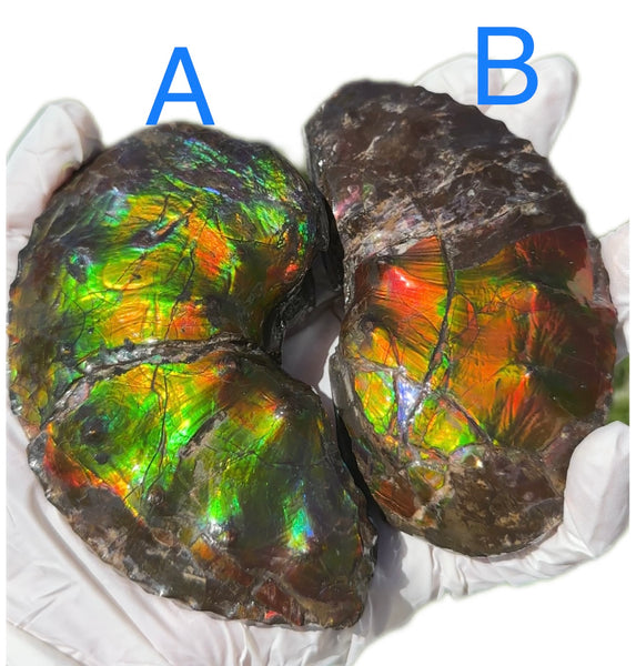 AF-100アンモライト Placenticeras Intercalare  Ammolite Fossil インターカラレ Free Shipping  送料無料AF-100  Ammolite  Ammonite