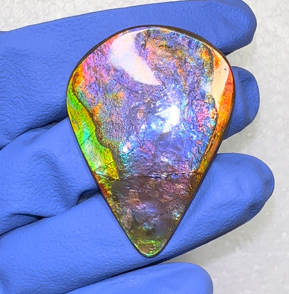🌈Premium RARE Floral Pattern Natural Hand Polished Ammolite Double-Sided   FREE SHIPPING IMP91