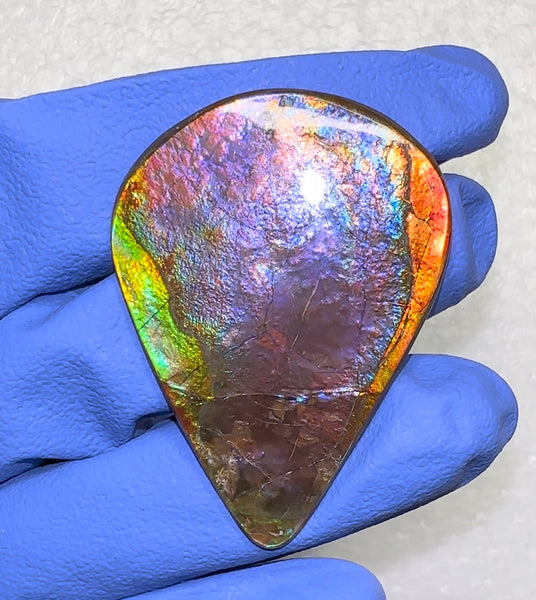 🌈Premium RARE Floral Pattern Natural Hand Polished Ammolite Double-Sided   FREE SHIPPING IMP91