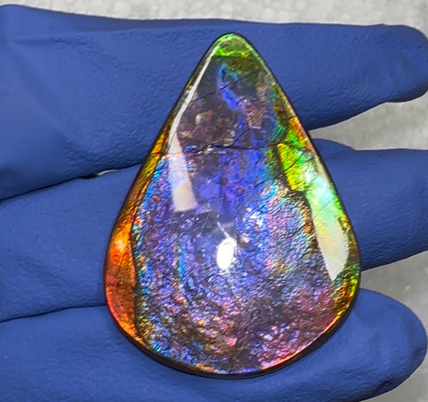 🌈Premium RARE Floral Pattern Natural Hand Polished Ammolite Double-Sided   FREE SHIPPING IMP91