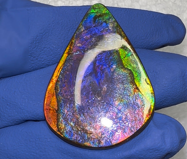 🌈Premium RARE Floral Pattern Natural Hand Polished Ammolite Double-Sided   FREE SHIPPING IMP91