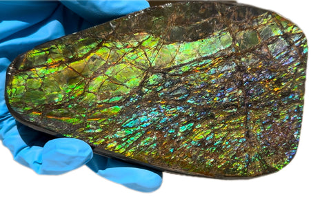 5.6” Ammolite Rough Display Stone,Handheld Specimen 142x84x15mm, Rough,Fossil,Fengshui,Metaphysical,Home Decor　CS-248