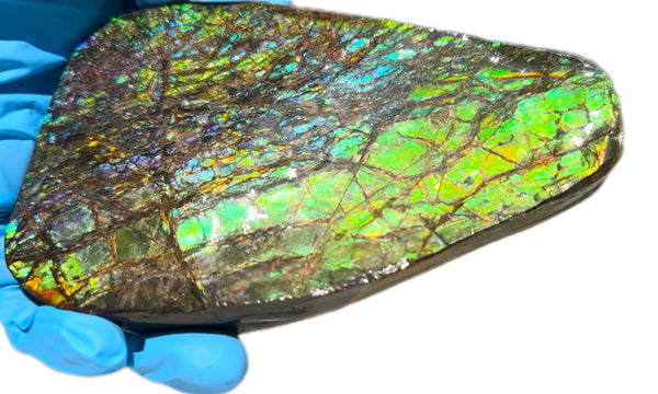 5.6” Ammolite Rough Display Stone,Handheld Specimen 142x84x15mm, Rough,Fossil,Fengshui,Metaphysical,Home Decor　CS-248