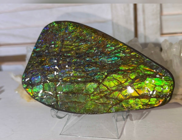 5.6” Ammolite Rough Display Stone,Handheld Specimen 142x84x15mm, Rough,Fossil,Fengshui,Metaphysical,Home Decor　CS-248