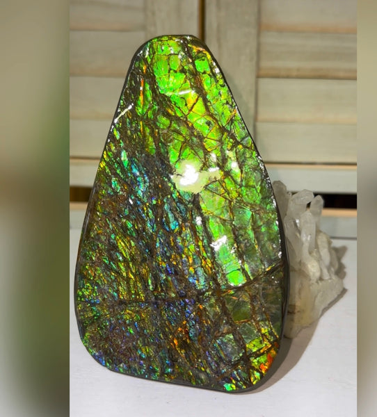 5.6” Ammolite Rough Display Stone,Handheld Specimen 142x84x15mm, Rough,Fossil,Fengshui,Metaphysical,Home Decor　CS-248