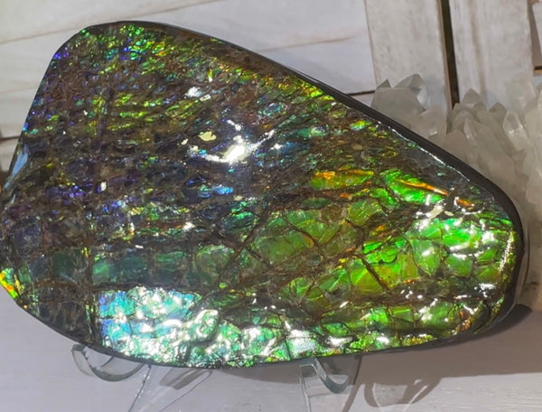 5.6” Ammolite Rough Display Stone,Handheld Specimen 142x84x15mm, Rough,Fossil,Fengshui,Metaphysical,Home Decor　CS-248