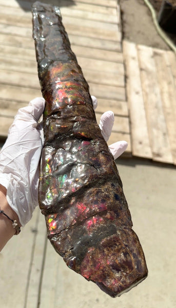 21.45"  54.5cm!! Canadian Ammolite Bacculite Fossil Piece Baculites AF-92  バキュライト アンモライト Baculite Free Shipping!!