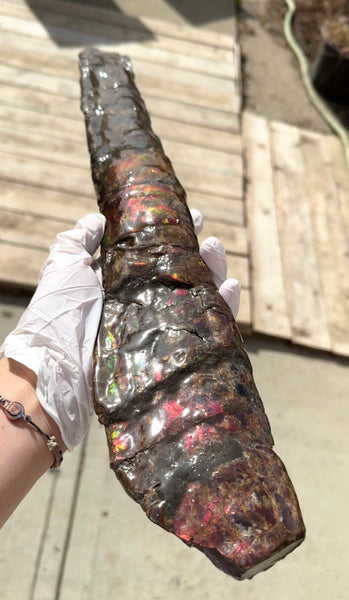 21.45"  54.5cm!! Canadian Ammolite Bacculite Fossil Piece Baculites AF-92  バキュライト アンモライト Baculite Free Shipping!!