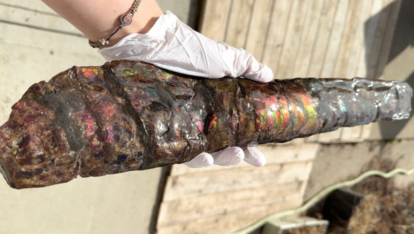 21.45"  54.5cm!! Canadian Ammolite Bacculite Fossil Piece Baculites AF-92  バキュライト アンモライト Baculite Free Shipping!!