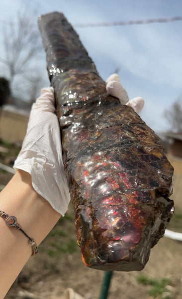 21.45"  54.5cm!! Canadian Ammolite Bacculite Fossil Piece Baculites AF-92  バキュライト アンモライト Baculite Free Shipping!!