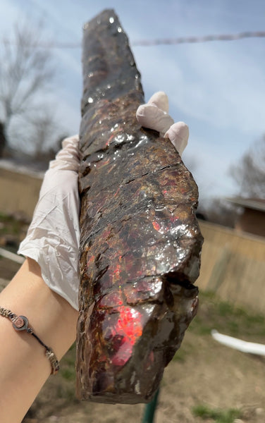 21.45"  54.5cm!! Canadian Ammolite Bacculite Fossil Piece Baculites AF-92  バキュライト アンモライト Baculite Free Shipping!!