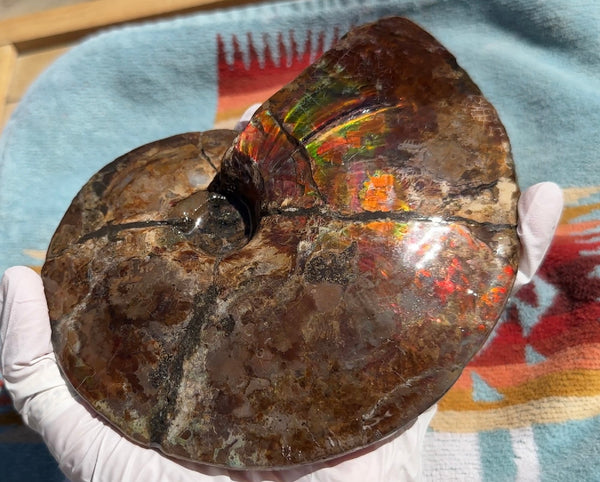 AF-91   Ammonite Fossil - Placenticeras meeki　Ammolite **FREE SHIPPING***　