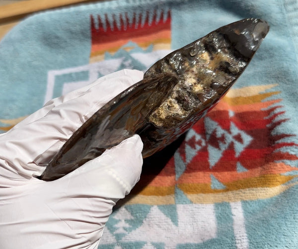 AF-91   Ammonite Fossil - Placenticeras meeki　Ammolite **FREE SHIPPING***　